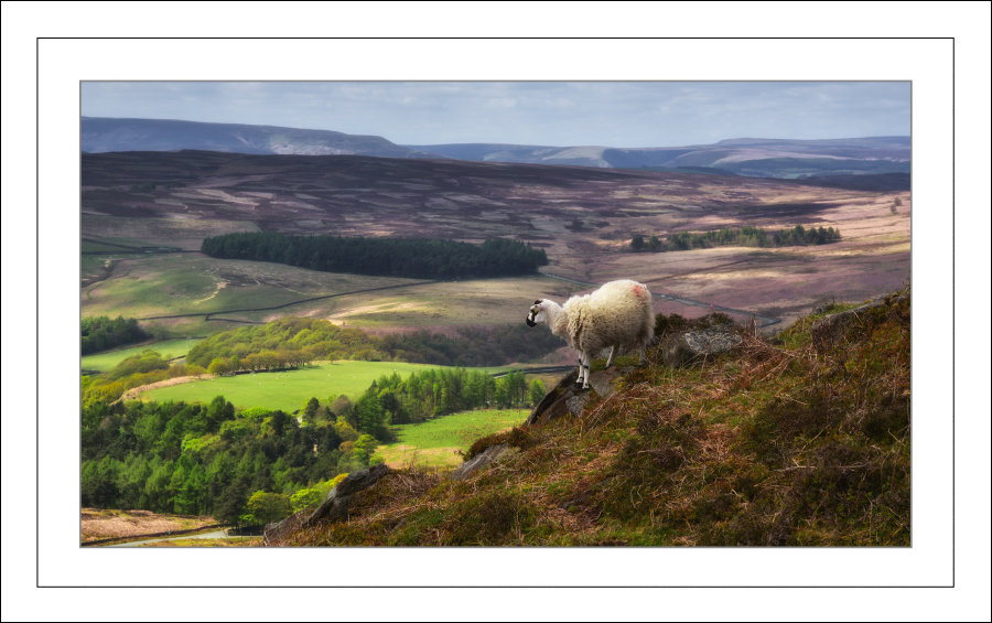 Taking in the view.....
