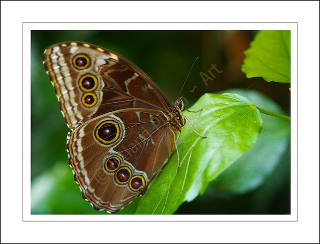 My life as a Butterfly....