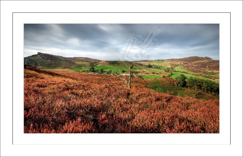 The Breathtaking Roaches