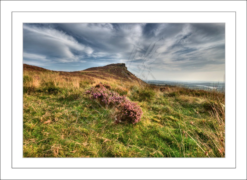 The Roaches