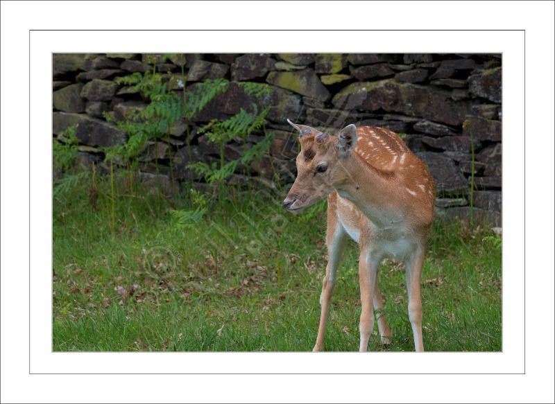 Young Fawn