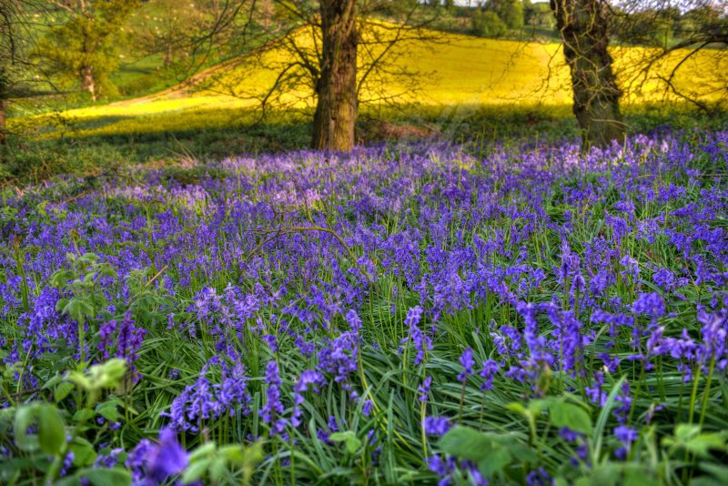 Bluebells in Springtime