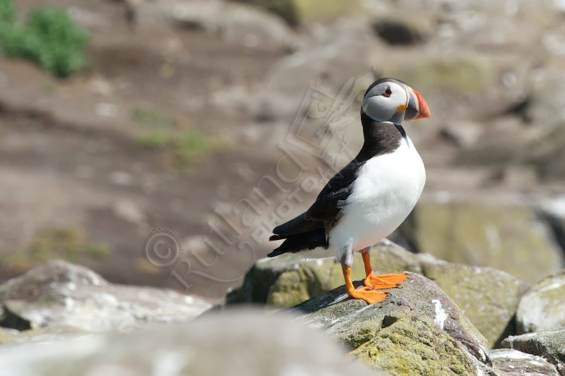 Farne Islands Puffin