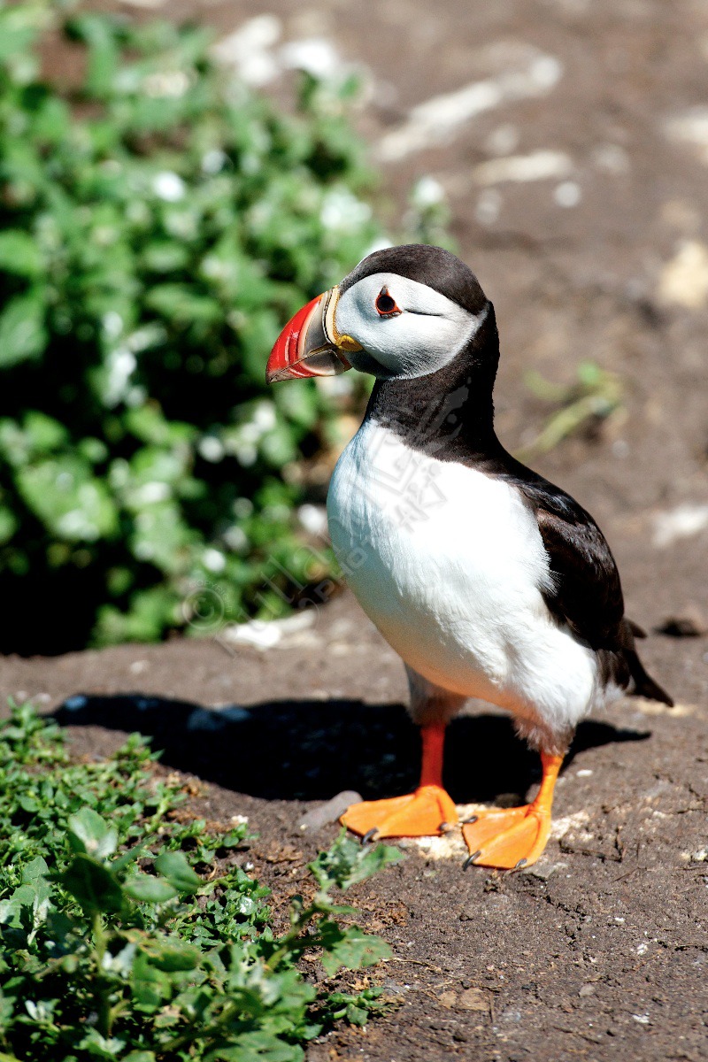 Farne Islands Puffin