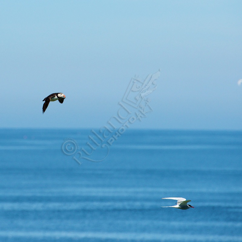 Puffin and Arctic Tern in flight