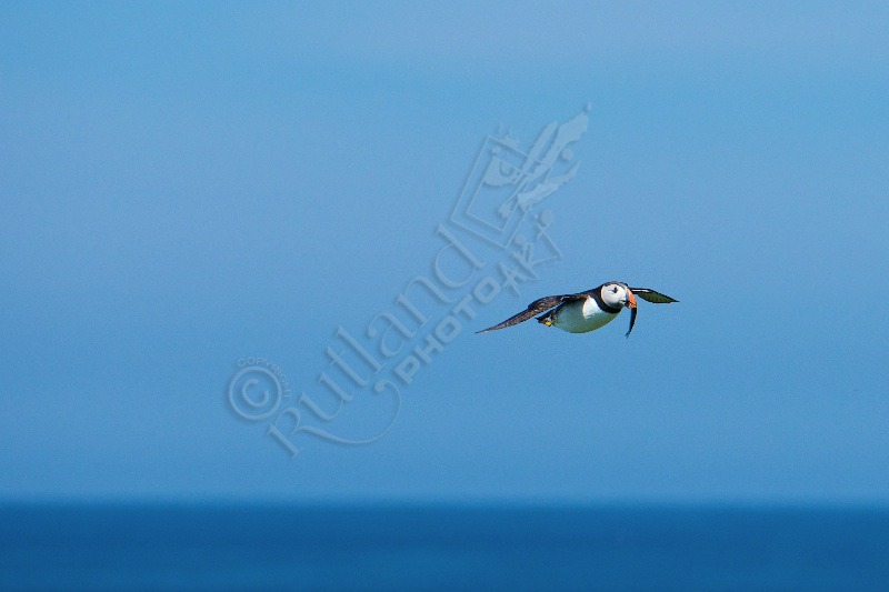 Farne Island Puffin in Flight.