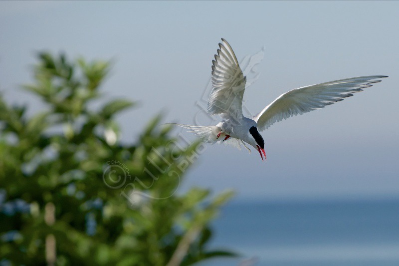 Arctic Tern on Farne