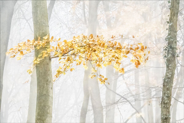 Cloud of Gold high key