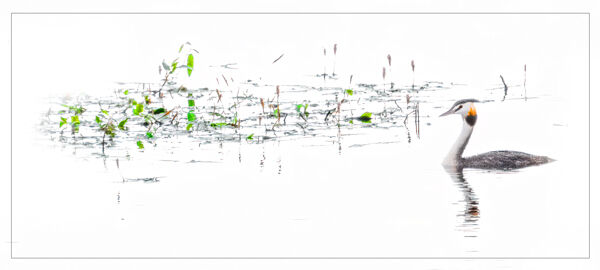 P8100131 flipped cropped