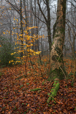 The Remains of Autumn