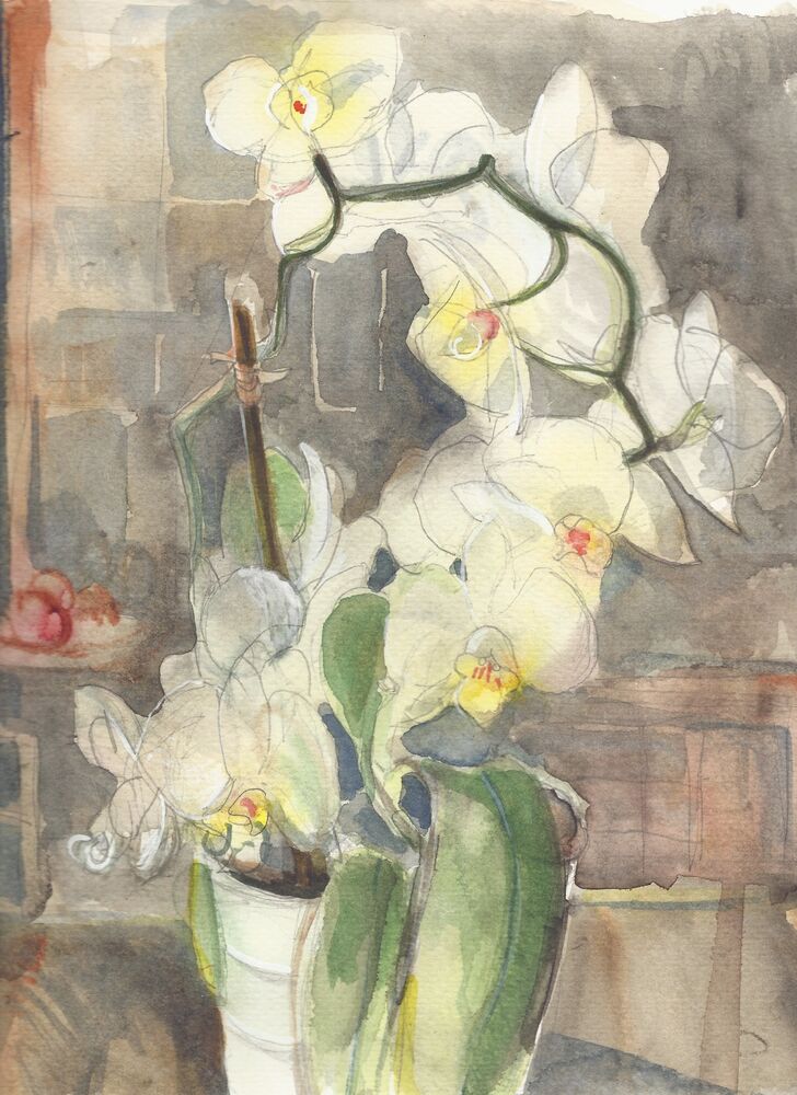 White Orchid