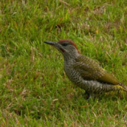 Green Woodpecker in our Back Garden