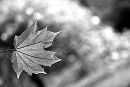 BW1016 Last Autumn Leaf