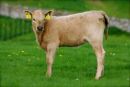 Cotswolds - 020