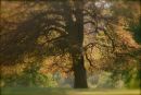 Cotswolds - 142