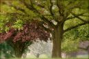 Cotswolds - 178