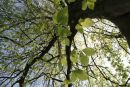 Cotswolds - 315