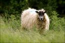Cotswolds- Spring 2011