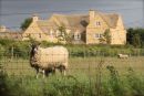 Cotswolds - 426
