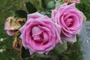 Cotswolds - 435