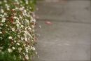 Cotswolds - 533