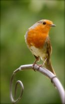 Cotswolds - 535