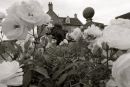 Cotswolds - 582