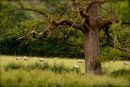 Cotswolds - 734