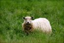 Cotswolds - 752