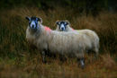 IMG 4526