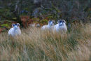 IMG 4564