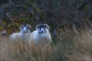 IMG 4565