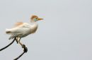 Casamance 24