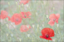 "Algarve Poppy"