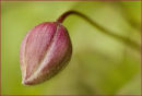 Clematis Bud.