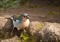"Maderian Chaffinch 1"