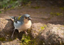 "Madeiran Chaffinch 1"