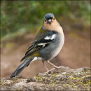 "Madeiran Chaffinch 2"