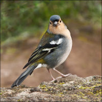 "Madeiran Chaffinch 2"