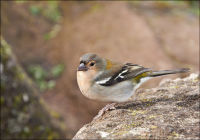 "Maderian Chaffinch 3"