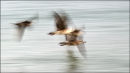 "Fledgling Seagulls in Flight"