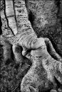 Tree Roots