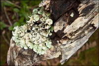 "WalK in the woods 3"