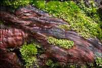 "Walk in the Woods 1"