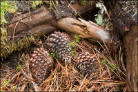 "Walk in the Woods 2"