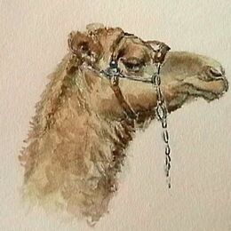 Humpy