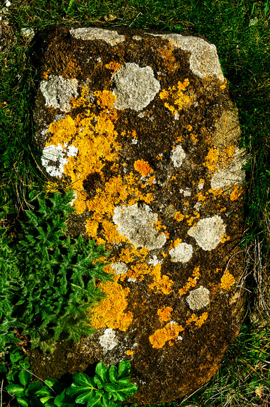 Lichen