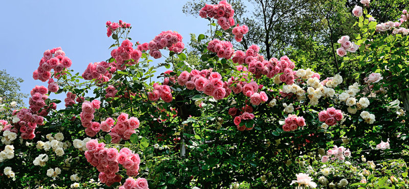 Sensational Roses