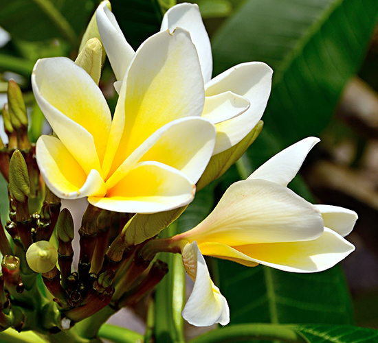 Frangipani