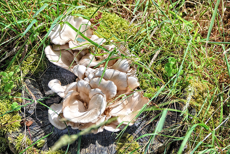 Oyster Mushrooms